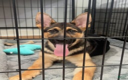 German Shepherd dogs for sale: Zeus - Image 1