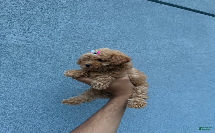Toy Poodle dogs for sale - Ad 1