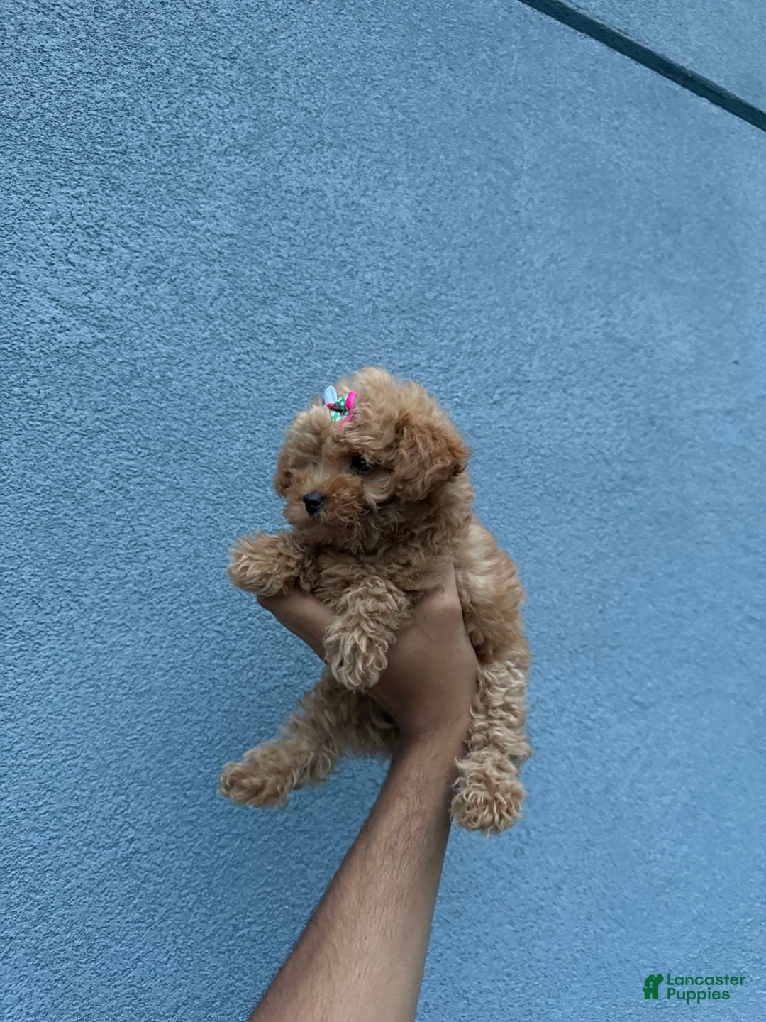 Toy Poodle dogs for sale: Teacup Diamond - Image 2