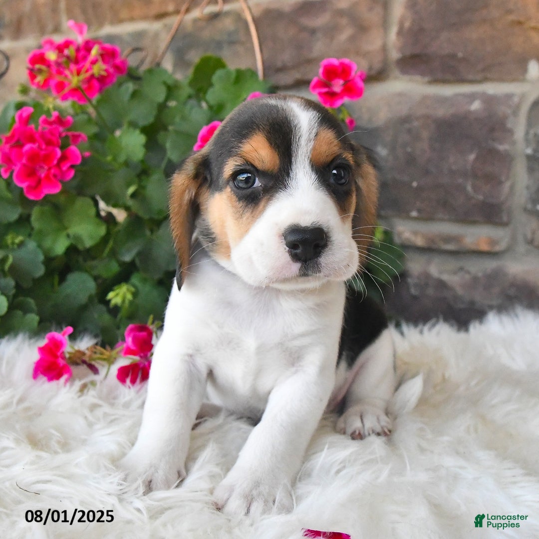 Beagle dogs for sale: Tony - Image 2