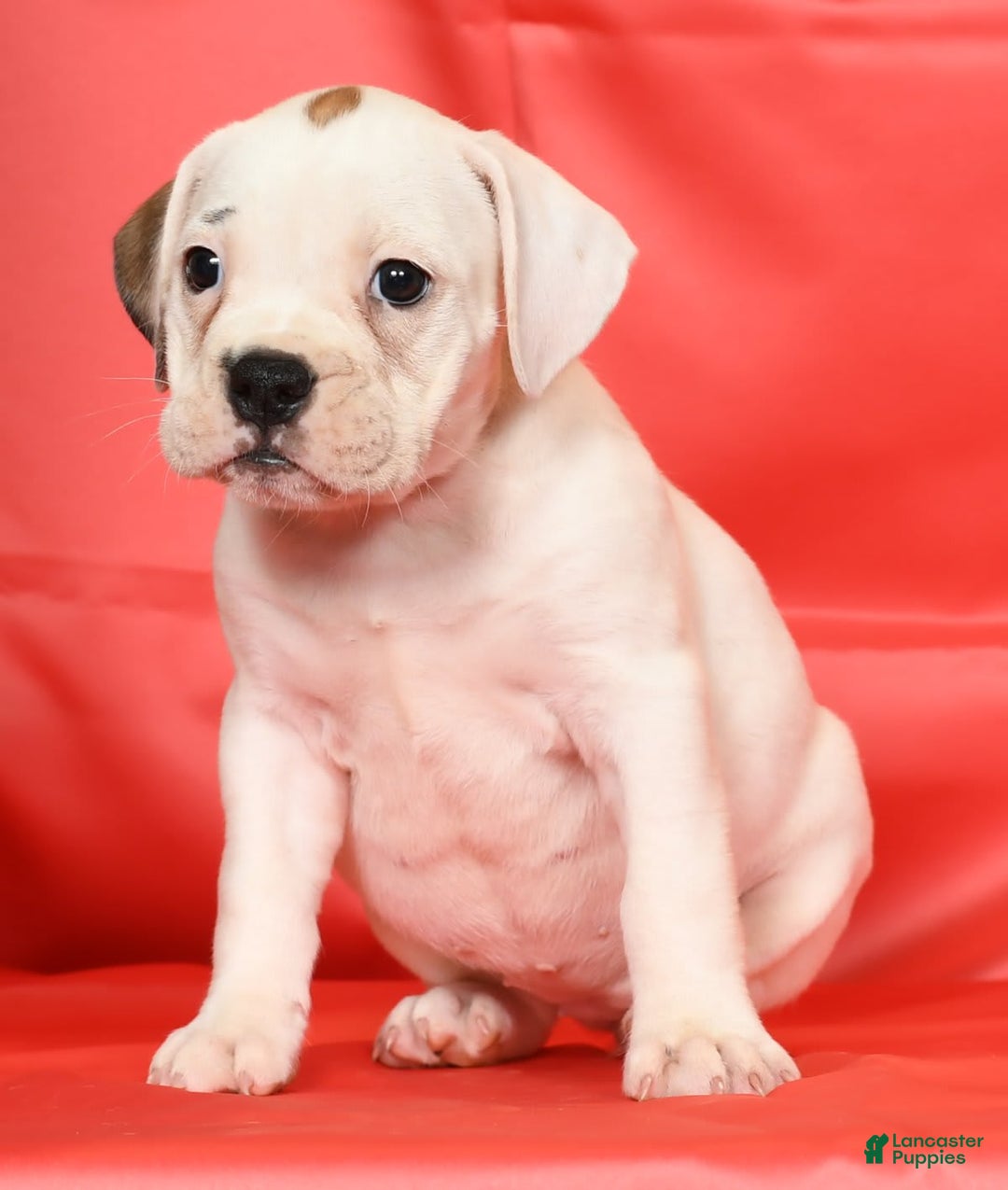 Beabull dogs for sale: Kelly - Image 5