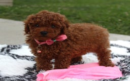 Toy Poodle dogs for sale: Haley - Image 16