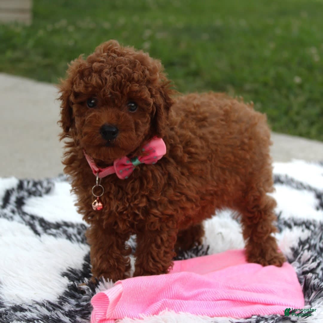 Toy Poodle dogs for sale: Haley - Image 16