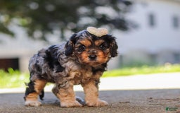 Cavapoo dogs for sale: Cavapoo 2 puppies - Image 9