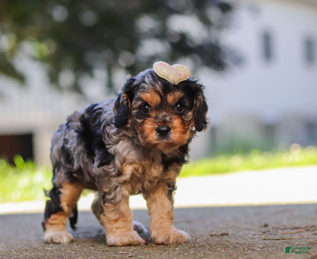 Cavapoo dogs for sale: Cavapoo 2 puppies - Image 9