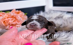 Mini Bernedoodle dogs for sale: Mozzarella - Image 2