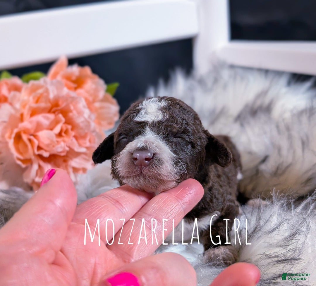 Mini Bernedoodle dogs for sale: Mozzarella - Image 2