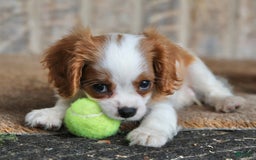 Cavalier King Charles Spaniel dogs for sale: Loki - Image 16