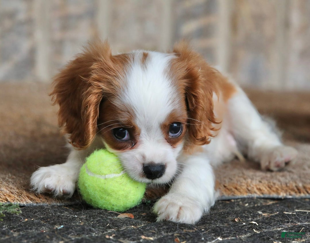 Cavalier King Charles Spaniel dogs for sale: Loki - Image 16