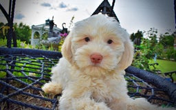 Havapoo dogs for sale: Valentino - Image 3