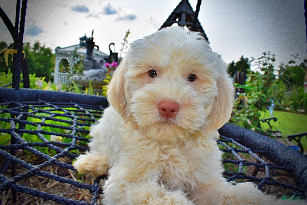 Havapoo dogs for sale: Valentino - Image 3
