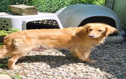 Goldendoodle dogs for sale: Sunny - Image 4