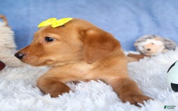 Labrador Retriever dogs for sale: Red Fox Geo - Image 4