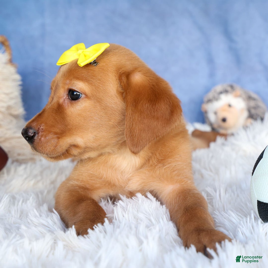 Labrador Retriever dogs for sale: Red Fox Geo - Image 4