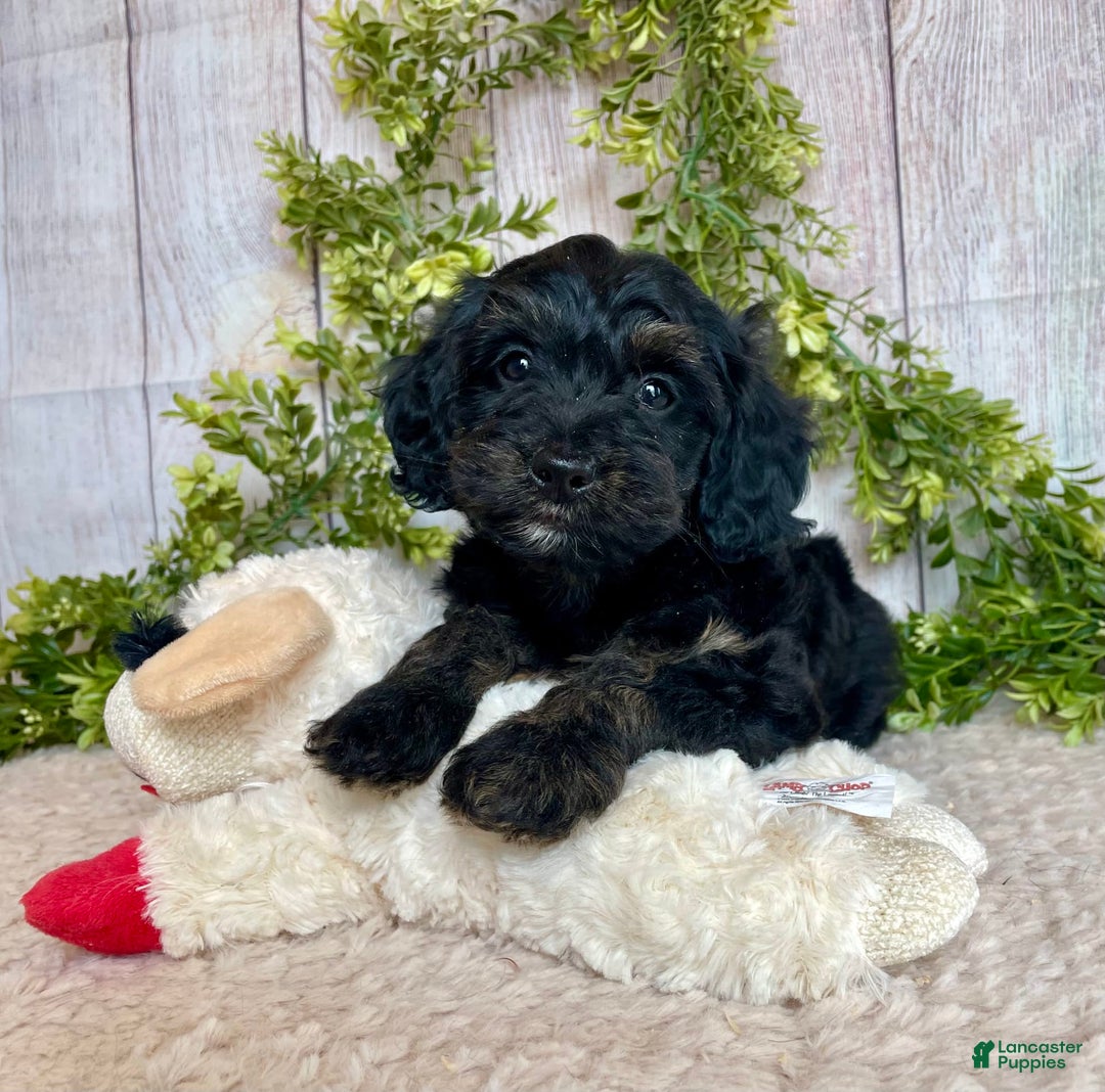 Doxiepoo dogs for sale: Dolly - Image 6