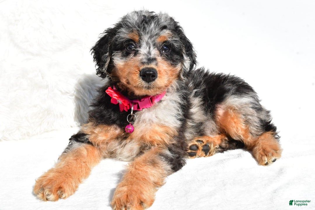 Mini Aussiedoodle dogs for sale: Ellia - Image 5