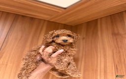 Miniature Poodle dogs for sale: Cody - Image 1