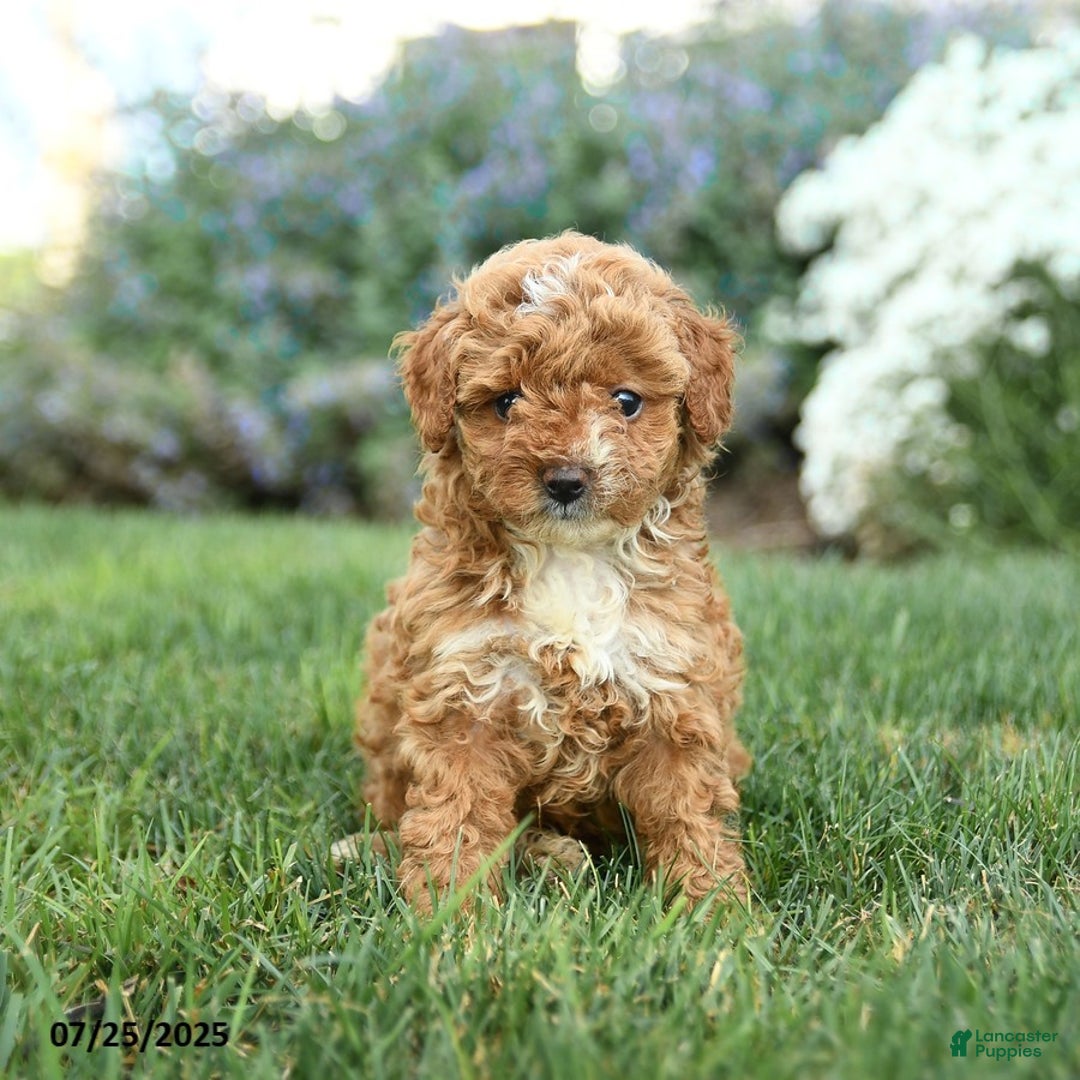 Toy Poodle dogs for sale: Biscotti - Image 5
