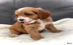 Cockapoo dogs for sale: Jake - Image 13
