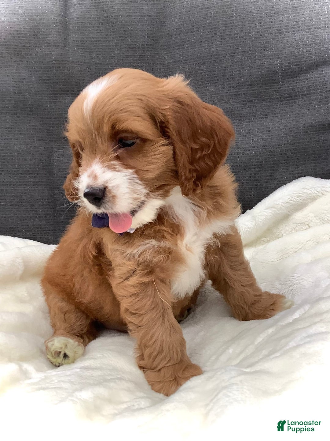Cockapoo dogs for sale: Jake - Image 13