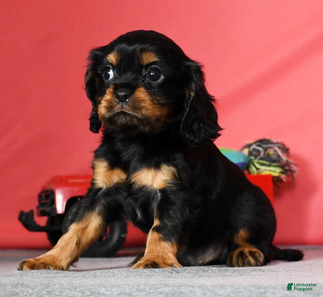 Cavalier King Charles Spaniel dogs for sale: Teddy - Image 9