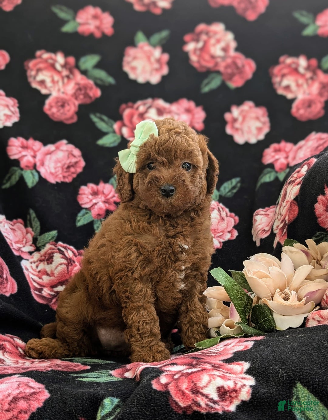 Miniature Poodle dogs for sale: Miniature Poodle 4 puppies - Image 14