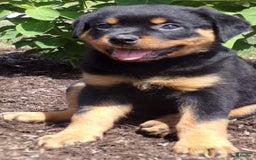 Rottweiler dogs for sale: Lavender - Image 8
