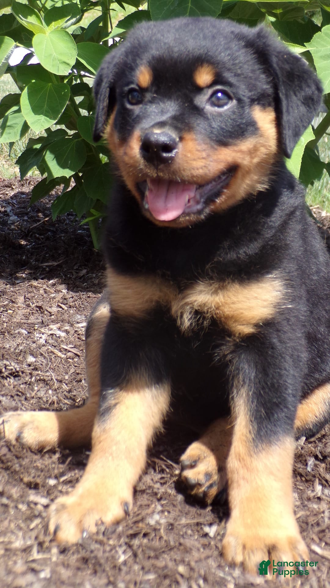 Rottweiler dogs for sale: Lavender - Image 8