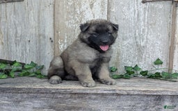 Belgian Tervuren dogs for sale: Smoke - Image 7