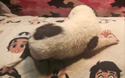 Border Collie dogs for sale: Hondo - Image 26