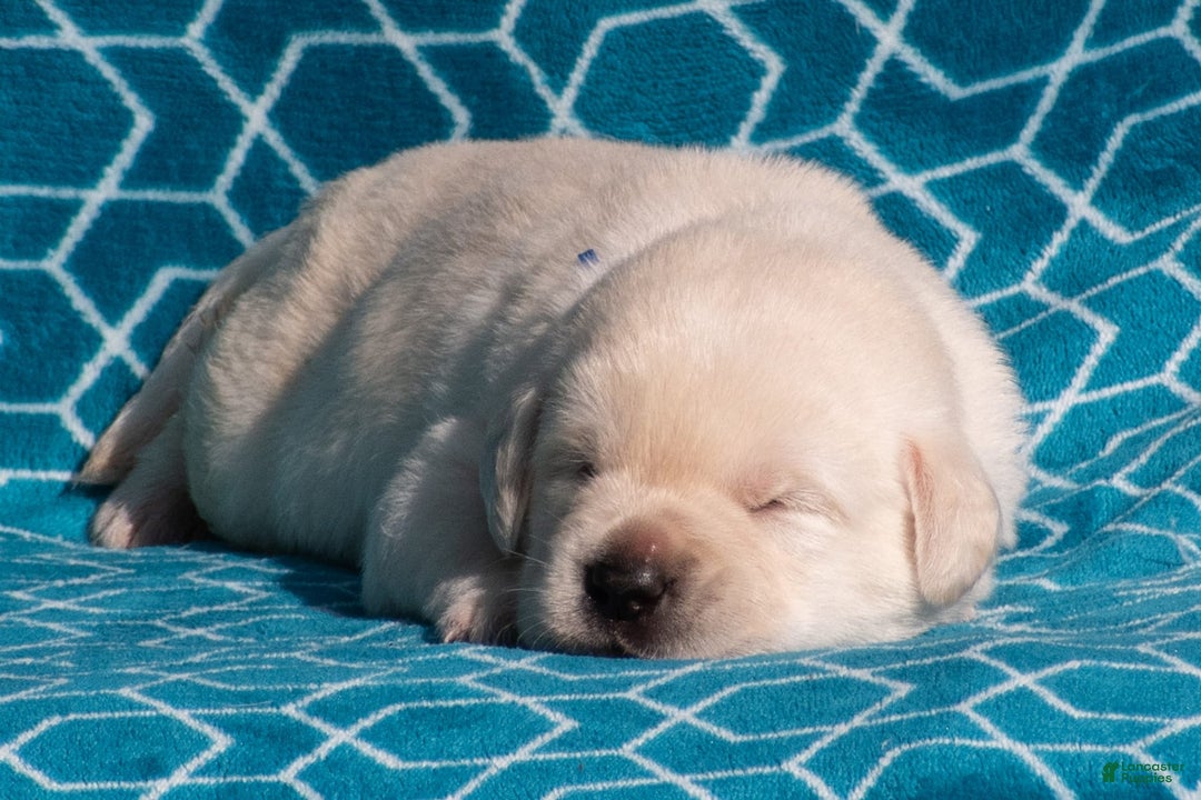 Labrador Retriever dogs for sale: Maddox - Image 4