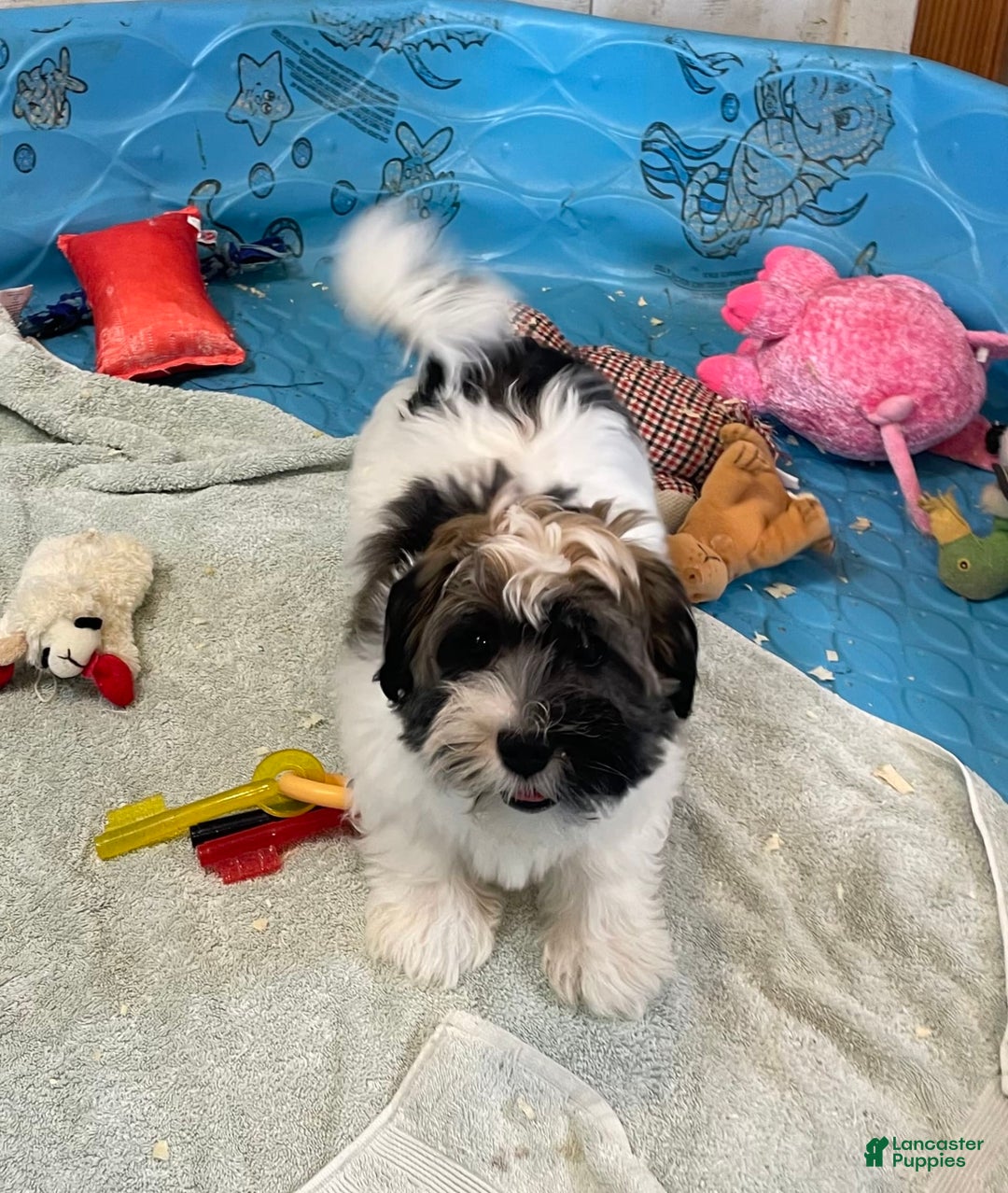 Havanese dogs for sale: Jesse - Image 8
