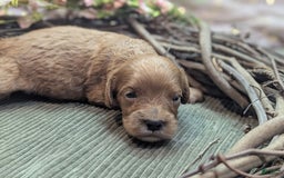 Cavapoo dogs for sale: Apollo - Image 16