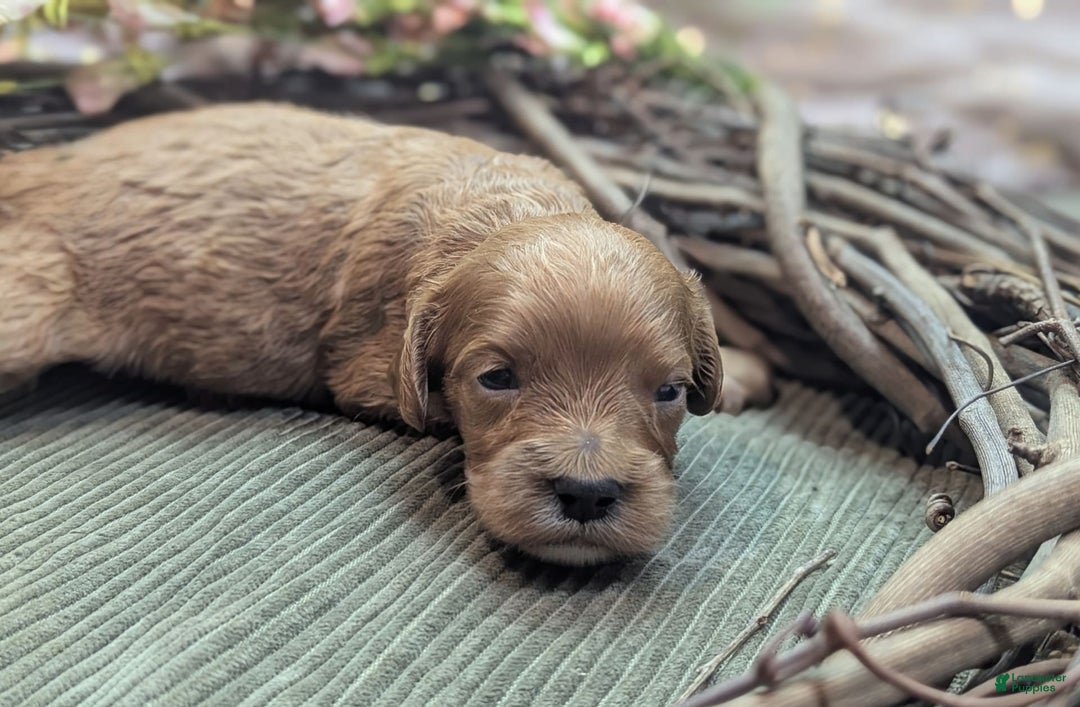 Cavapoo dogs for sale: Apollo - Image 16