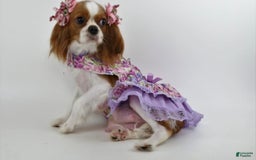 Cavapoo dogs for sale: Patsy - Image 5