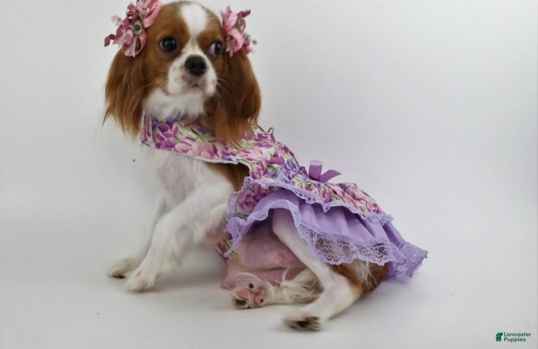 Cavapoo dogs for sale: Patsy - Image 5