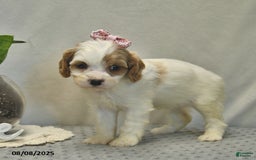 Cavapoo dogs for sale: Dancer - Image 3