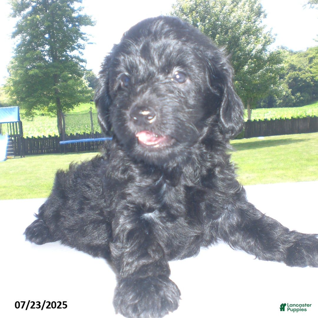 Yorkiepoo dogs for sale: Manny - Image 23