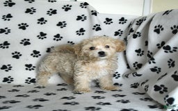 Cavapoo dogs for sale: Ace - Image 14