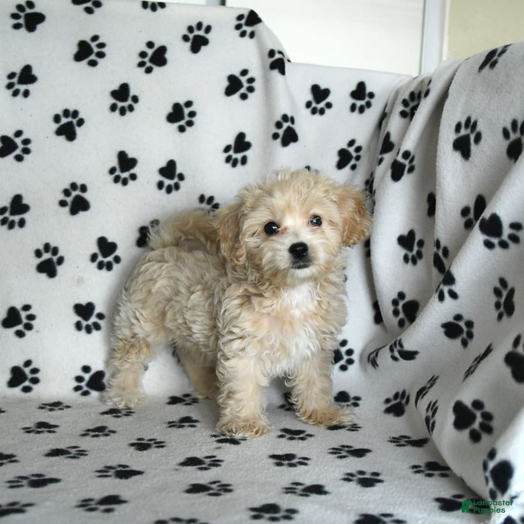 Cavapoo dogs for sale: Ace - Image 14