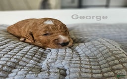 Goldendoodle dogs for sale: George - Image 1
