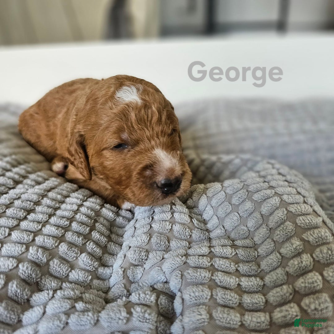 Goldendoodle dogs for sale: George - Image 1