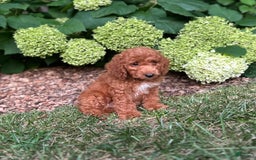 Mini Goldendoodle dogs for sale: Pebbles - Image 3