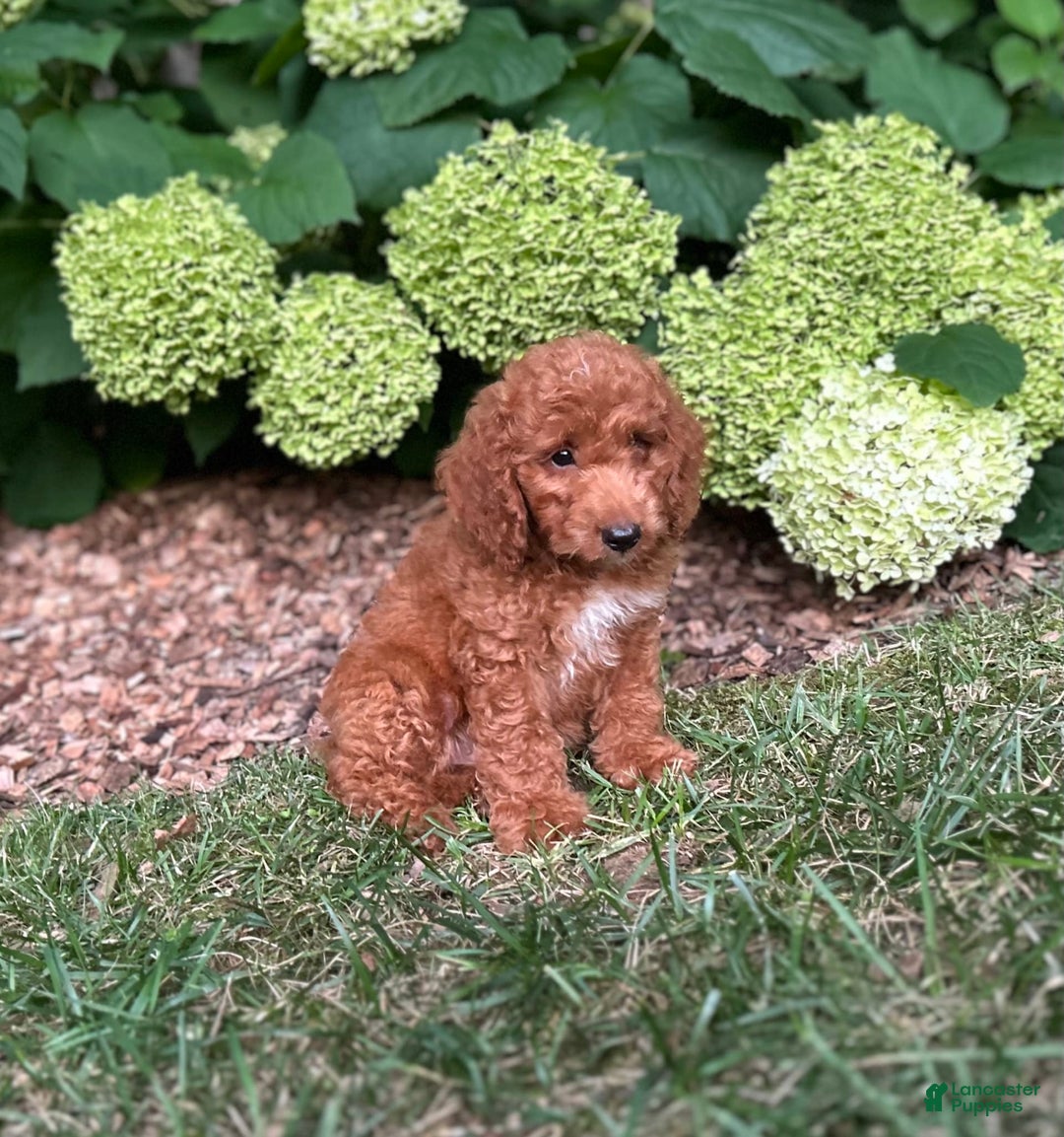 Mini Goldendoodle dogs for sale: Pebbles - Image 3
