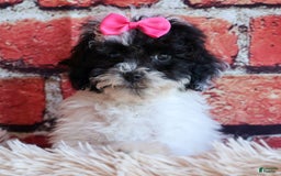 Bichpoo dogs for sale: Baby Doll - Image 23