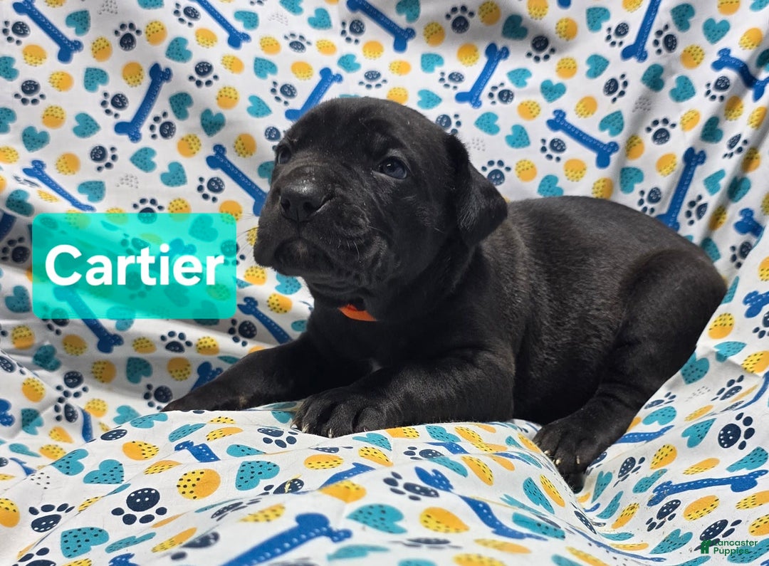 Cane Corso dogs for sale: Christian Dior - Image 4