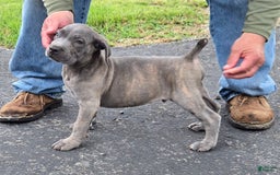 Cane Corso dogs for sale: Cane Corso 4 puppies - Image 11