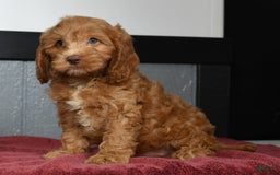 Cavapoo dogs for sale: Jackson - Image 1