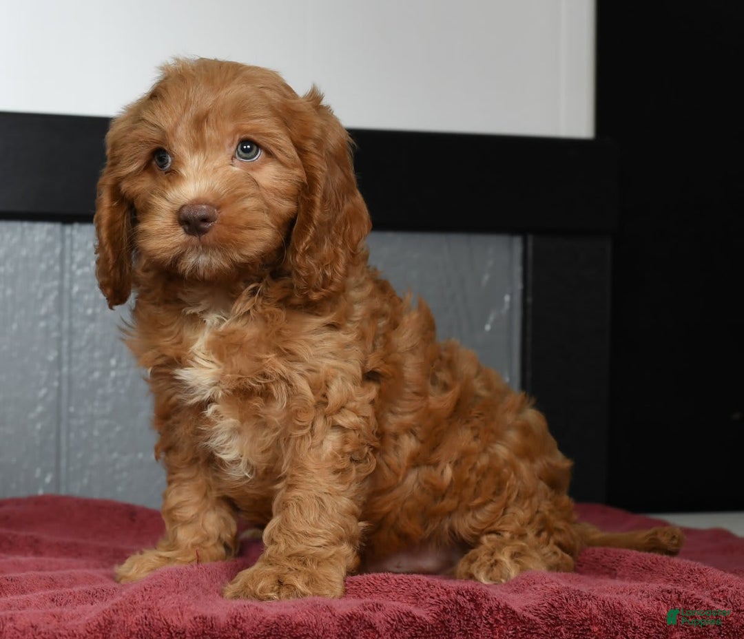 Cavapoo dogs for sale: Jackson - Image 1