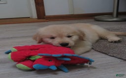 Golden Retriever dogs for sale: Erin - Image 10